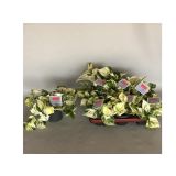 POTOS HAPPY LEAF L12