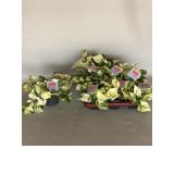 POTOS HAPPY LEAF GREY L12