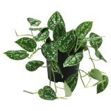 POTOS SCINDAPSUS PICTUS L12 CM