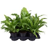 PRAPROT ASPLENIUM MIX L17
