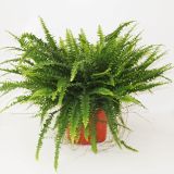 PRAPROT GREEN LADY L24