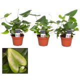 PRAPROT HEMIONTIS ARIFOLIA L8.5 SRČKASTA PRAPROT