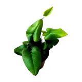 PRAPROT HEMIONTIS ARIFOLIA L8.5 SRČKASTA PRAPROT