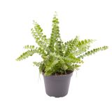 PRAPROT LIMONINA PRAPROT L12