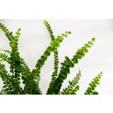 PRAPROT LIMONINA PRAPROT L12