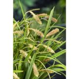 VODNE RASTLINE PREVISNI ŠAŠ L 9