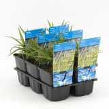 VODNE RASTLINE PREVISNI ŠAŠ L9