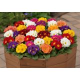 PRIMULA CAIRO MIX L10.5CM