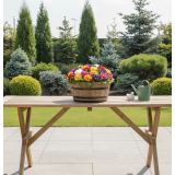 PRIMULA CAIRO MIX L10.5CM