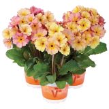 PRIMULA VOLMARY ELATIOR PEACH ME-LBA LEDENA PRIMULA L13