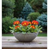 PRIMULA FLAMED L13 CM