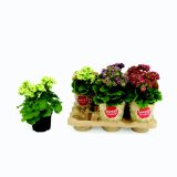 PRIMULA PRICANTO L12