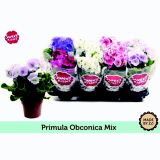 PRIMULA TOUCH ME L12