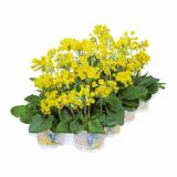 PRIMULA VOLMARY VERIS CABRILLO L13 DARK YELLOW COMPACT
