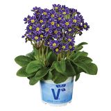 PRIMULA VOLMARY VERIS LACE BLUE L13