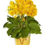 PRIMULA VOLMARY VERIS SOLARIS GOLD L13
