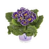 PRIMULA VOLMARY VULGARIS SACARINA BLUE L10.5