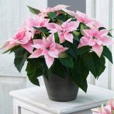 BOŽIČNA ZVEZDA PRINCETTIA L13 MIX