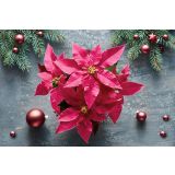 BOŽIČNA ZVEZDA PRINCETTIA MIX L12 CM