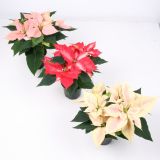 BOŽIČNA ZVEZDA PRINCETTIA MIX L12 CM