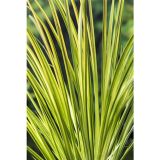 VODNE RASTLINE PRITLIKAVI KOLMEŽ L 9