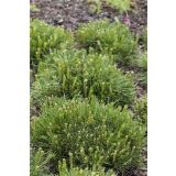 IGLAVEC PRITLIKAVO RUŠJE MUGUS