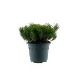 IGLAVEC PRITLIKAVO RUŠJE PUMILLIO