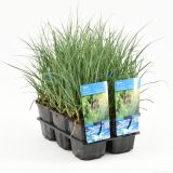 VODNE RASTLINE PROSENI ŠAŠ L9