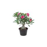 CVETOČA SOBNA RASTLINA PUŠČAVSKA ROŽA L14 VIŠ 25CM