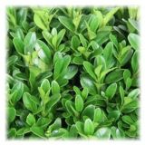 PUŠPAN KROGLA 20 CM L17