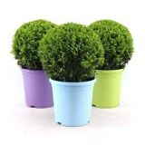 GRM PUŠPAN KROGLA 30 CM L23