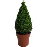 PUŠPAN PIRAMIDA L19