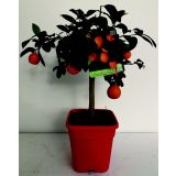 MEDITERANSKE RASTLINE RDEČA LIMONA L20