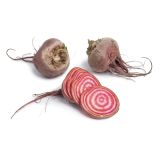 KORENOVKE L'ORTO FRUTTIFERO RDEČA PESA 8/1 VAR. DI CHIOGGIA KULTIPAK