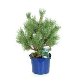 IGLAVEC RDEČI BOR WATERERI L23