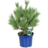 IGLAVEC RDEČI BOR WATERERI L23