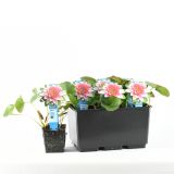 VODNE RASTLINE RDEČI LOKVANJ L11