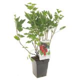 RIBEZ RDEČI ROVADA L18