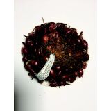 ČEBULČEK SYMBIOTICA RED BARON-RDEČI 500G