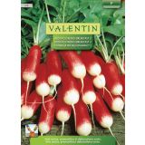 SEMENA VALENTIN REDKVICA LANQUETTE 315 VALENTIN