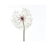 DEKORACIJA REGRATOVA LUČKA 90 CM BELA