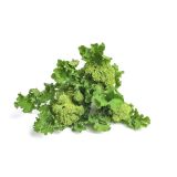 KORENOVKE L'ORTO FRUTTIFERO REPINA CIMA 8/1 RAPA NOVANTINA KULTIPAK