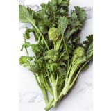 KORENOVKE L'ORTO FRUTTIFERO REPINA CIMA 8/1 RAPA SESSANTINA KULTIPAK