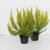 JESENSKA VRESA ALBERTS GOLD L11