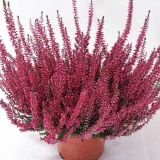 RESA CALLUNA GARDEN GIRLS LOKI L12