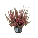 RESA CALLUNA MIX GARDEN GIRL