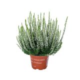 RESA CALLUNA MIX GARDEN GIRL