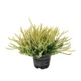 RESA CALLUNA MIX GARDEN GIRL
