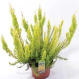 RESA ERICA ARBOREA ALPINA