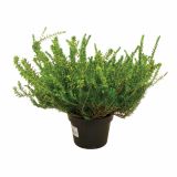 RESA ERICA DARLEYENSIS